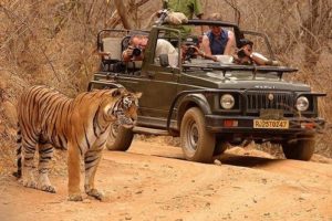 jungle safari ranthambore national park with Udaipur Taxi Service